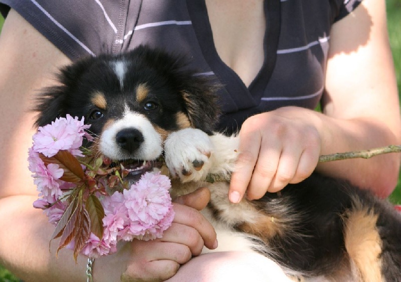 Feeby of australian Farm