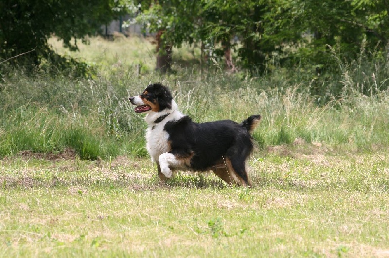 Feeby of australian Farm