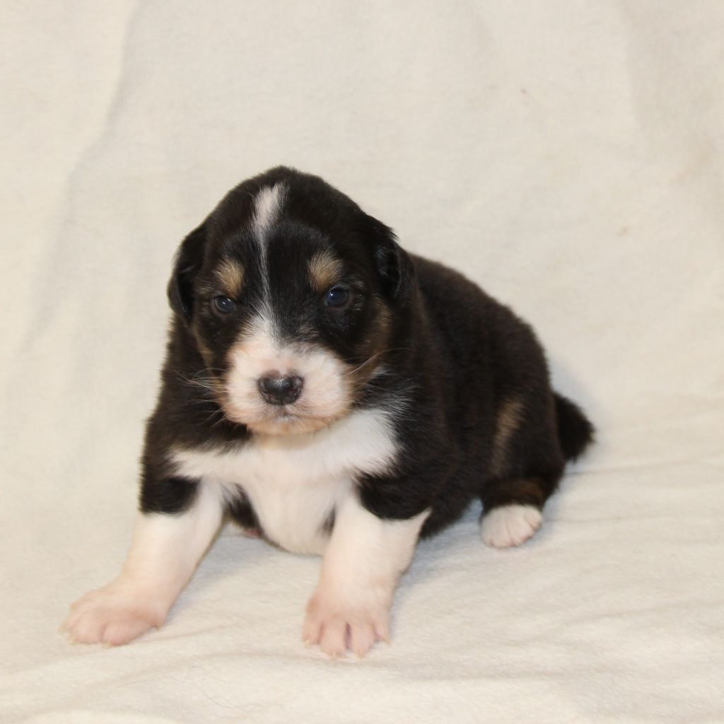 Des Vallons D'agenais - Chiots disponibles - Berger Australien