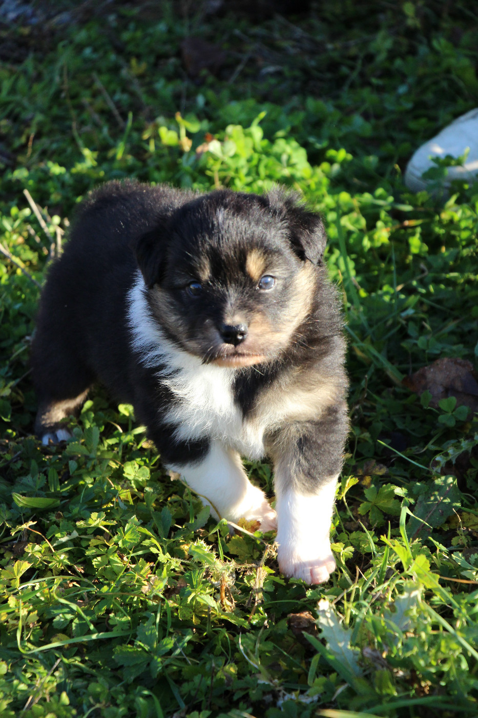 Des Vallons D'agenais - Chiots disponibles - Berger Australien