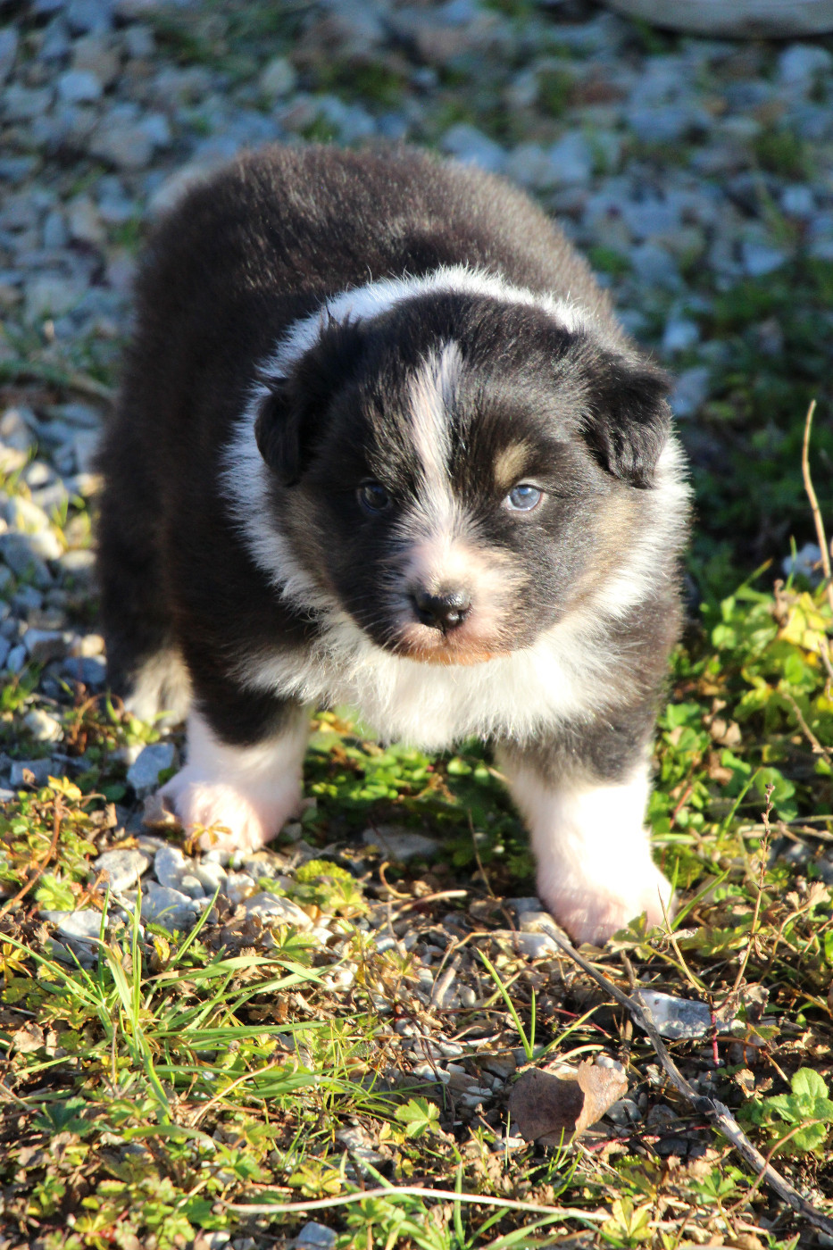 Des Vallons D'agenais - Chiots disponibles - Berger Australien