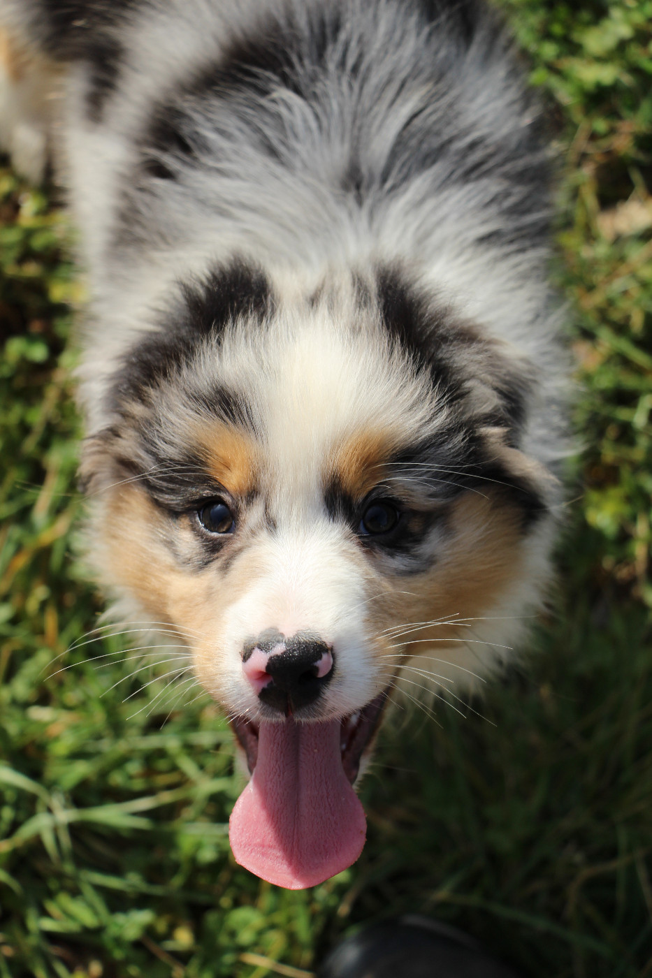 Des Vallons D'agenais - Chiots disponibles - Berger Australien