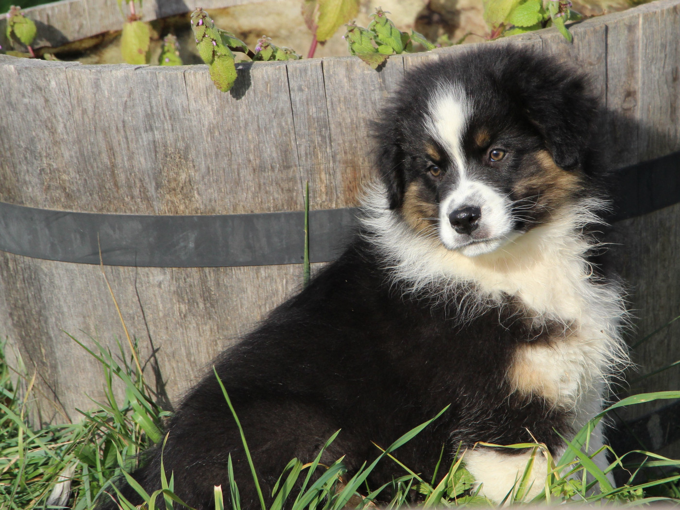 Des Vallons D'agenais - Chiots disponibles - Berger Australien