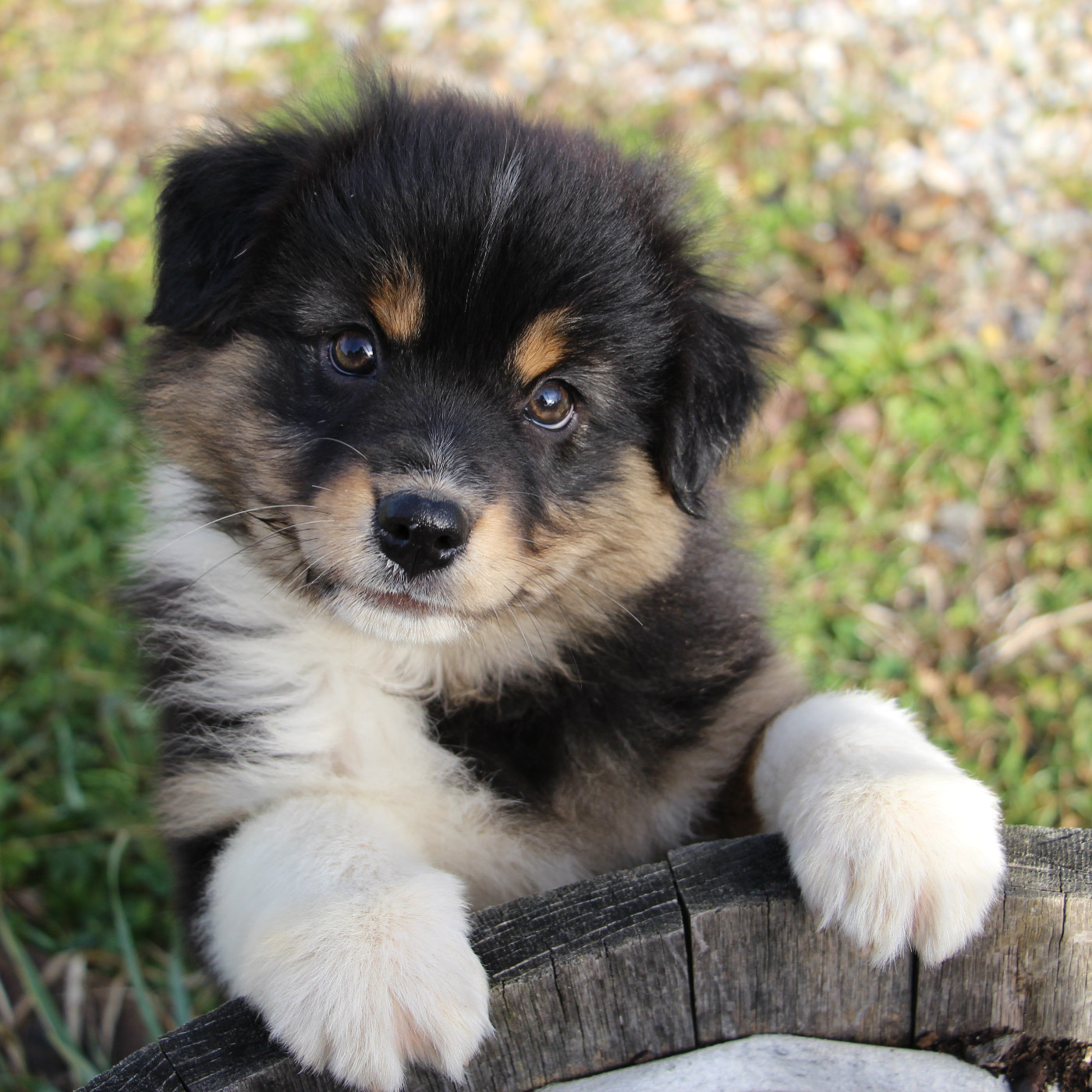 Des Vallons D'agenais - Chiots disponibles - Berger Australien