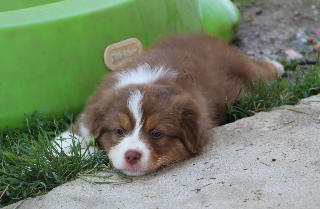 Des Vallons D'agenais - Chiots disponibles - Berger Australien