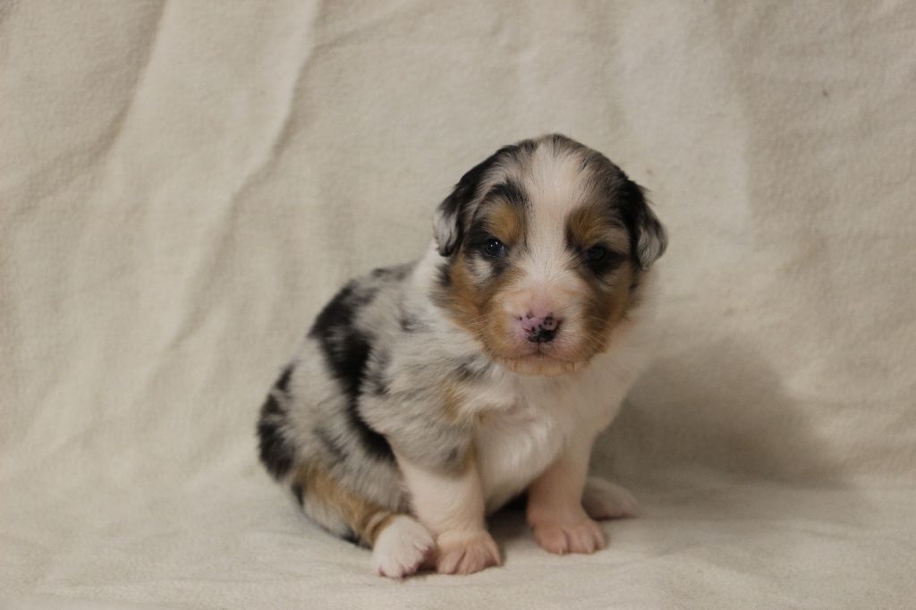 Des Vallons D'agenais - Chiots disponibles - Berger Australien