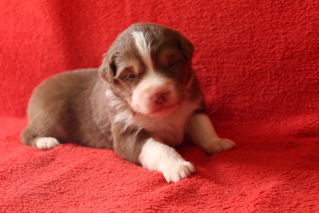 Des Vallons D'agenais - Chiots disponibles - Berger Australien