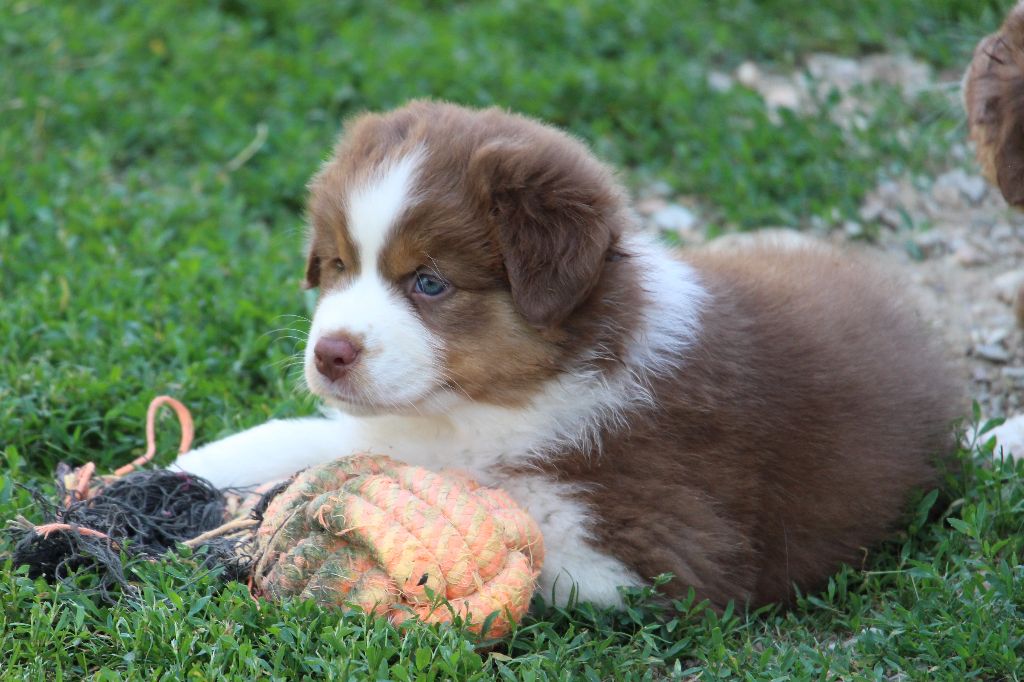 Des Vallons D'agenais - Chiots disponibles - Berger Australien