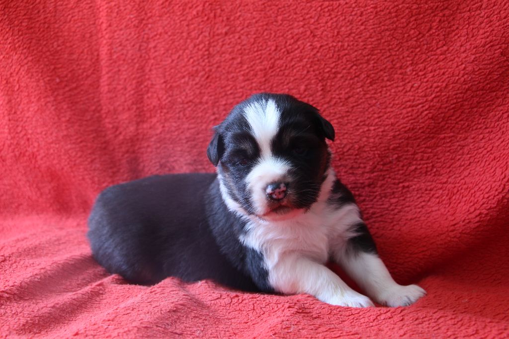 Des Vallons D'agenais - Chiots disponibles - Berger Australien