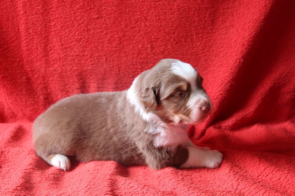 Des Vallons D'agenais - Chiots disponibles - Berger Australien