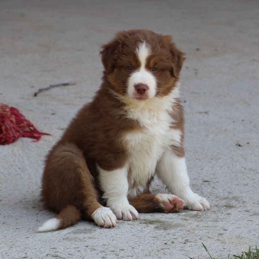 Des Vallons D'agenais - Chiots disponibles - Berger Australien