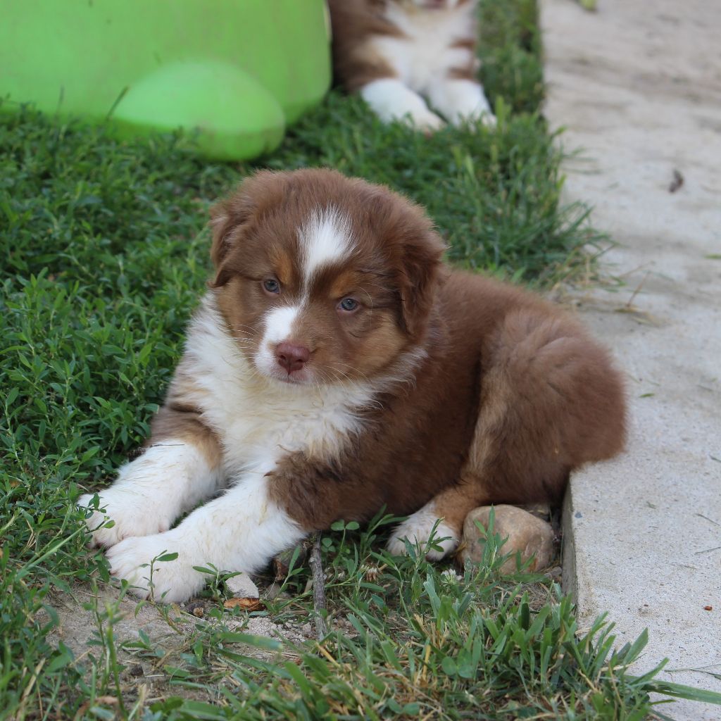 Des Vallons D'agenais - Chiots disponibles - Berger Australien