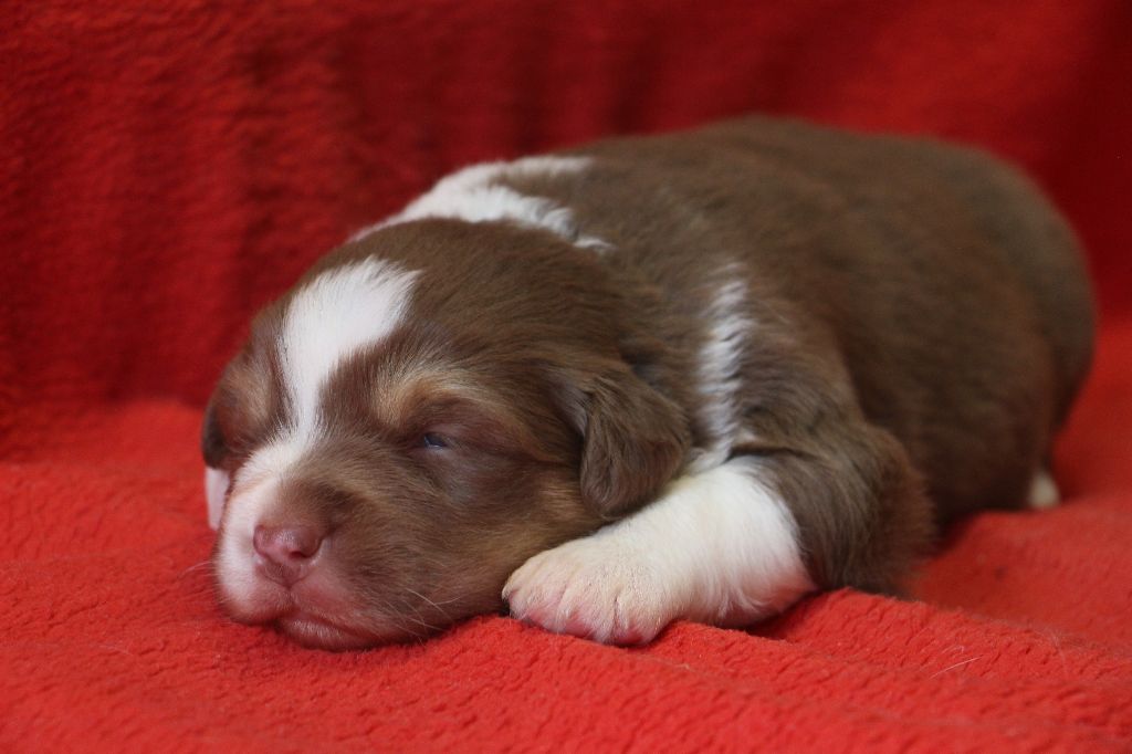 Des Vallons D'agenais - Chiots disponibles - Berger Australien