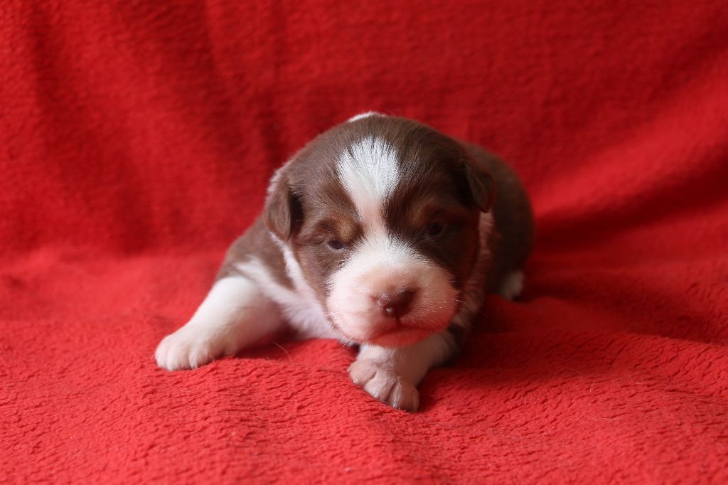 Des Vallons D'agenais - Chiots disponibles - Berger Australien