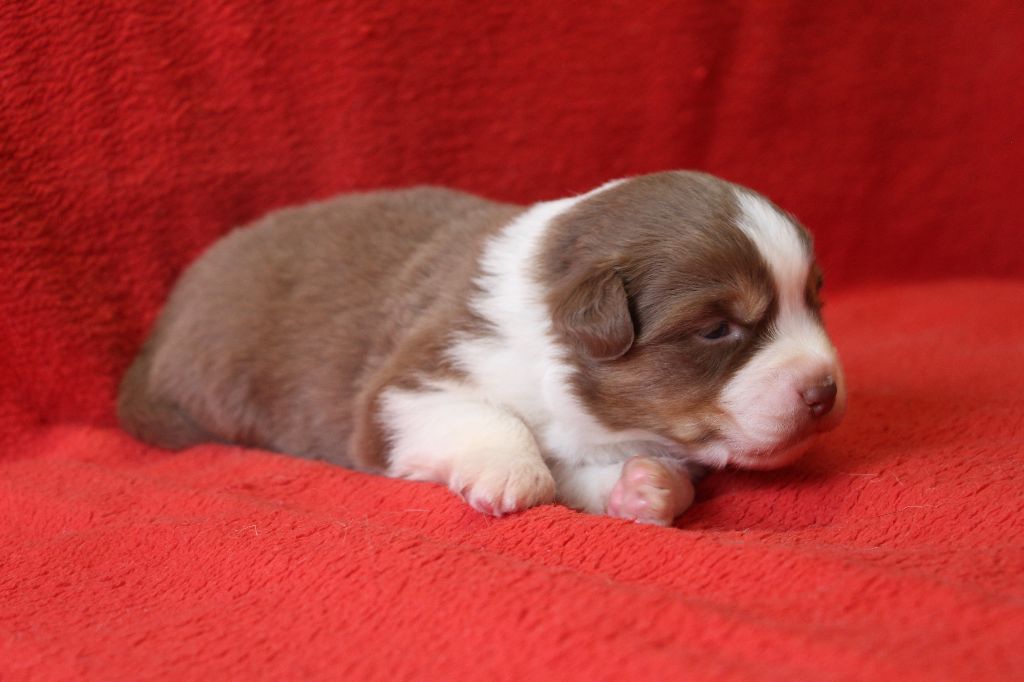 Des Vallons D'agenais - Chiots disponibles - Berger Australien