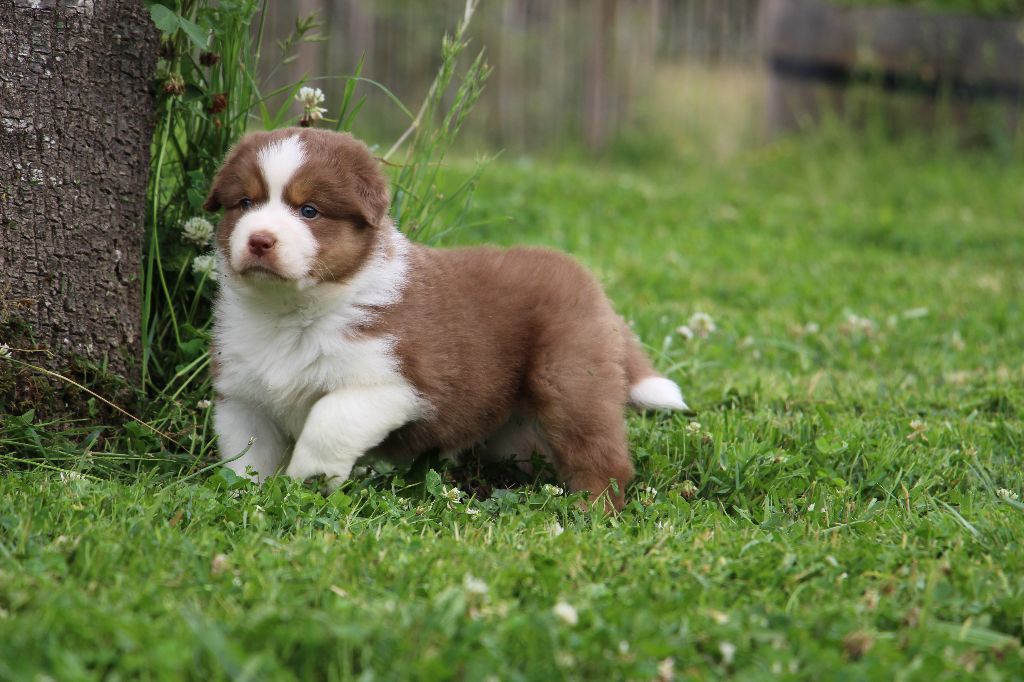Des Vallons D'agenais - Chiots disponibles - Berger Australien