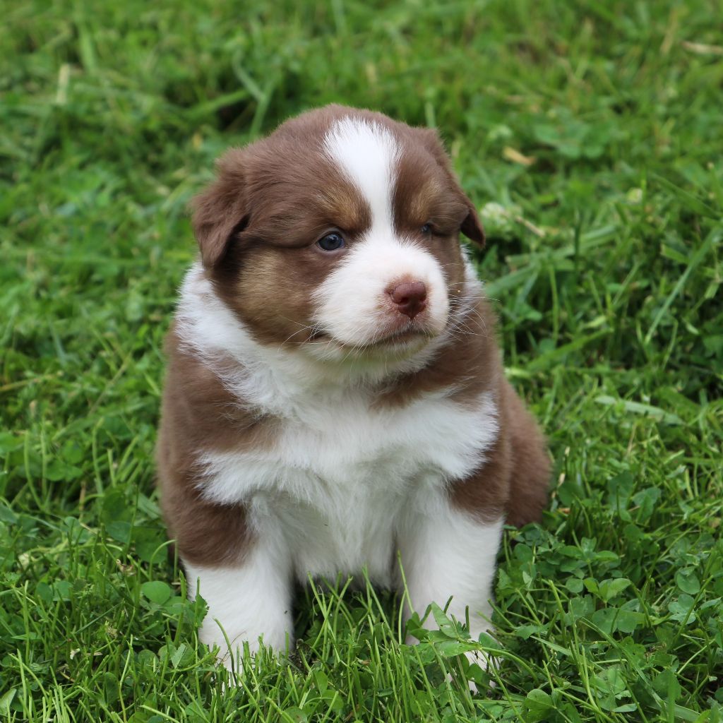 Des Vallons D'agenais - Chiots disponibles - Berger Australien