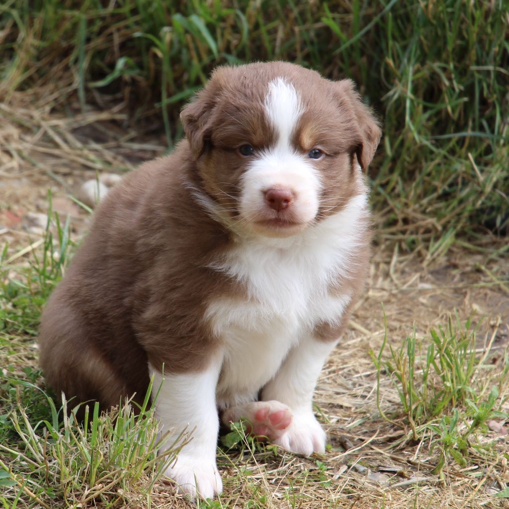 Des Vallons D'agenais - Chiots disponibles - Berger Australien
