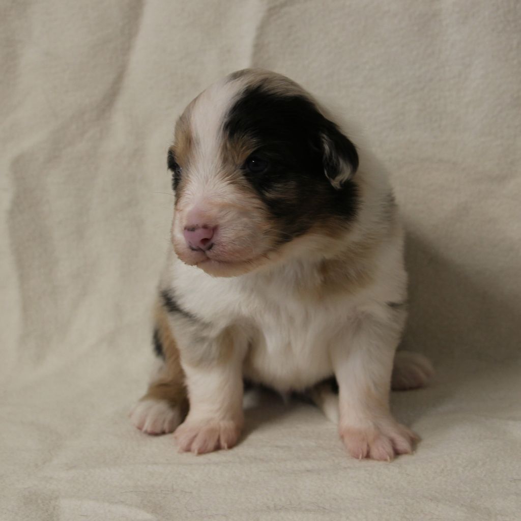 Des Vallons D'agenais - Chiots disponibles - Berger Australien