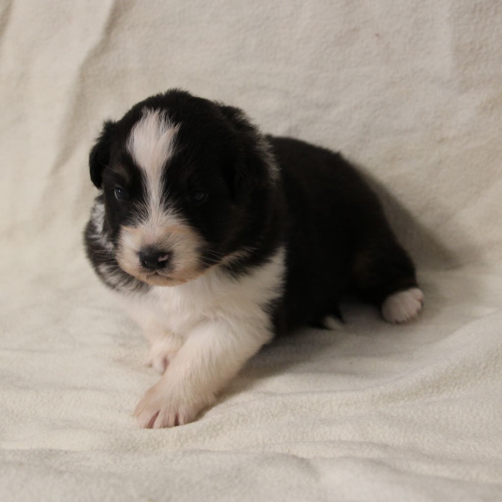 Des Vallons D'agenais - Chiots disponibles - Berger Australien