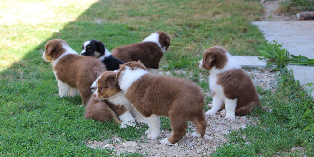 Chiot Berger Australien Des Vallons D'agenais